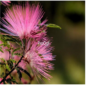 19.9usd Ngryise 500Pcs A Set Albizia julibrissin seed