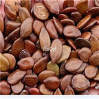 19.9usd Ngryise 3000Pcs A Set Leucaena leucocephala seed