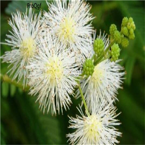 19.9usd Ngryise 3000Pcs A Set Leucaena leucocephala seed