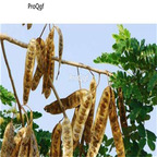 19.9usd Ngryise 500Pcs A Set Albizia lebbeck seed