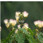 19.9usd ngryise 500pcs Albizia kalkora  seed