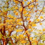 19.9usd Ngryise 500Pcs A Set  Acacia dealbata  seed