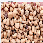 19.9usd Ngryise 500Pcs A Set Dendrobenthamia capitata seed