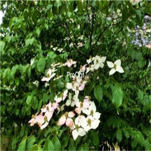 19.9usd Ngryise 500Pcs A Set Dendrobenthamia capitata seed