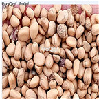 19.9usd Ngryise 500Pcs A Set Cornus florida seed