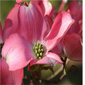 19.9usd Ngryise 500Pcs A Set Cornus florida seed