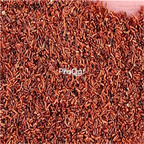 19.9usd ngryise 500pcs Sloanea sinensis seed