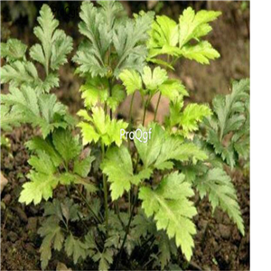 19.9usd Ngryise 500Pcs A Set  Coptis chinensis  seed