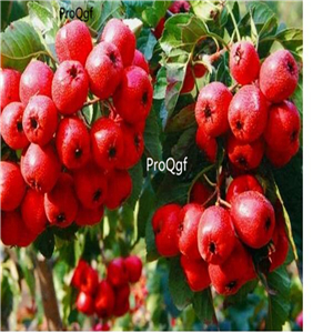 19.9usd Ngryise 500Pcs A Set rare hot hawthorn Crataegus pinnatifida seed