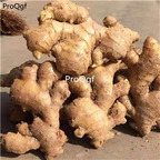 19.9usd Ngryise 10Pcs A Set Globba racemosa root