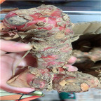 19.9usd Ngryise10Pcs A Set Alpinia galanga root