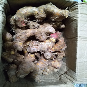 19.9usd Ngryise10Pcs A Set Alpinia galanga root