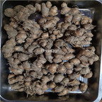 19.9usd Ngryise 10Pcs A Set Kaempferia root