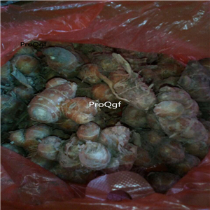 19.9usd Ngryise 10Pcs A Set Kaempferia root