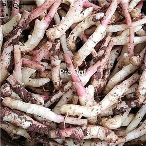 19.9usd Ngryise 10Pcs A Set   Red Ginger root