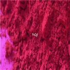 19.9usd Ngryise 100Gram A Set Red Ginger powder for fighting chicken
