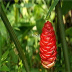 19.9usd Ngryise 100Pcs A Set Zingiber zerumbet seed