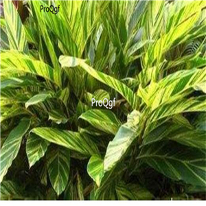 19.9usd Ngryise 100Pcs A Set Alpinia zerumbet seed
