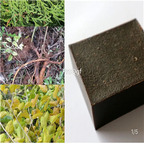 19.9usd Ngryise 80Gram A Set Holly Leaf mulberry leaf soap