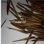 19.9usd Ngryise 1000Pcs A Set phyllostachys boryana seed
