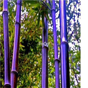 19.9usd Ngryise 1000Pcs A Set phyllostachys boryana seed