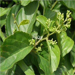 19.9usd ngryise 500pcs Tripterygium wilfordii lianqiao seed