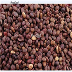 19.9usd Ngrysie 500Pcs A Set Spatholobus suberectus seed