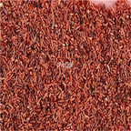 19.9usd Ngrysie 500Pcs A Set Peucedanum praeruptorum  seed