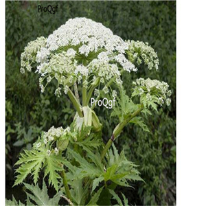 19.9usd Ngrysie 500Pcs A Set Peucedanum praeruptorum  seed