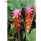 19.9usd Ngryise 2000Pcs A Set Curcuma rcenyujin seed