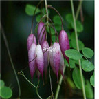 19.9usd Ngryise 500Pcs A Set Dactylicapnos scandens seed