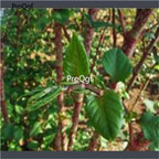 19.9usd Ngryise 500Pcs A Set  Rhizoma Polygoni Cuspidati  seed
