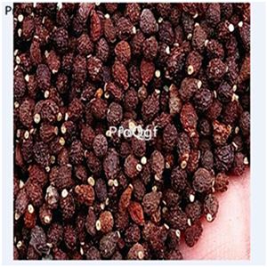 19.9usd Ngryise 500Pcs A Set  Rhizoma Polygoni Cuspidati  seed
