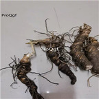 39usd Ngryise 3Pcs A Set Paris polyphylla Root fresh root