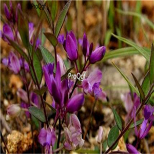 39.9usd Ngryise 500Pcs A Set Polygala japonica yuanzhi seed