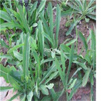 19.9usd Ngryise 1000Pcs A Set Patrinia scabiosaefolia seed