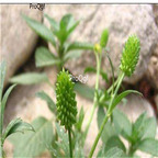 19.9usd Ngryise 500Pcs A Set  Radix Anemones Rivularis seed