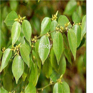 29.9usd Ngryise 500Pcs A Set  Lindera aggregata seed
