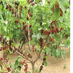 19.9usd Ngryise 3000Pcs A Set  Morus alba seed