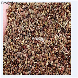 Ngryise 3000Pcs A Set Rubus corchorifolius SEED