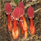 19.9usd Ngryise 500Pcs A Set Balanophora involucrata  seed