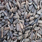 19.9usd Ngryise 500Pcs A Set Arctium lappa  seed