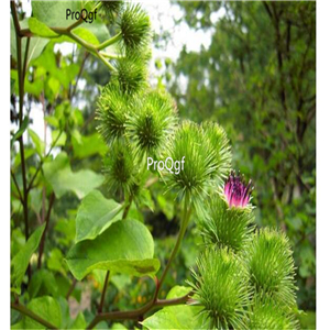 19.9usd Ngryise 500Pcs A Set Arctium lappa  seed