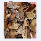 19.9usd Ngryise 500Pcs A Set Alangium chinense seed