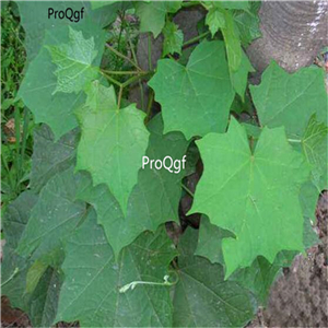 19.9usd Ngryise 500Pcs A Set Alangium chinense seed