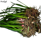 19.9usd Ngryise 10Pcs A Set Acorus tatarinowii Root