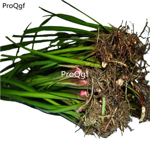 19.9usd Ngryise 10Pcs A Set Acorus tatarinowii Root