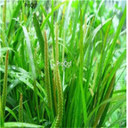 19.9usd Ngryise 500Pcs A Set Acorus tatarinowii seed