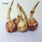 19.9usd Ngryise 10Pcs A Set  Sagittaria trifolia Bulb