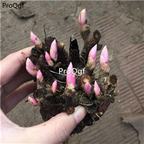 19.9usd Ngryise 10pcs A Set  Paeonia baishao Root